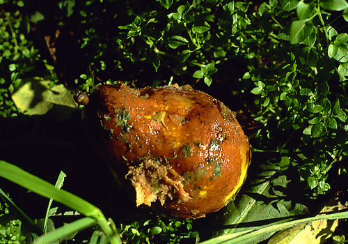 Infected tissue appears light brown, soft and watery.