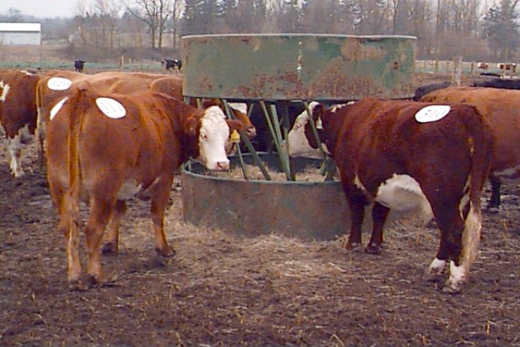 Cone-type round bale feeder. Photo: Dan Buskirk, MSU