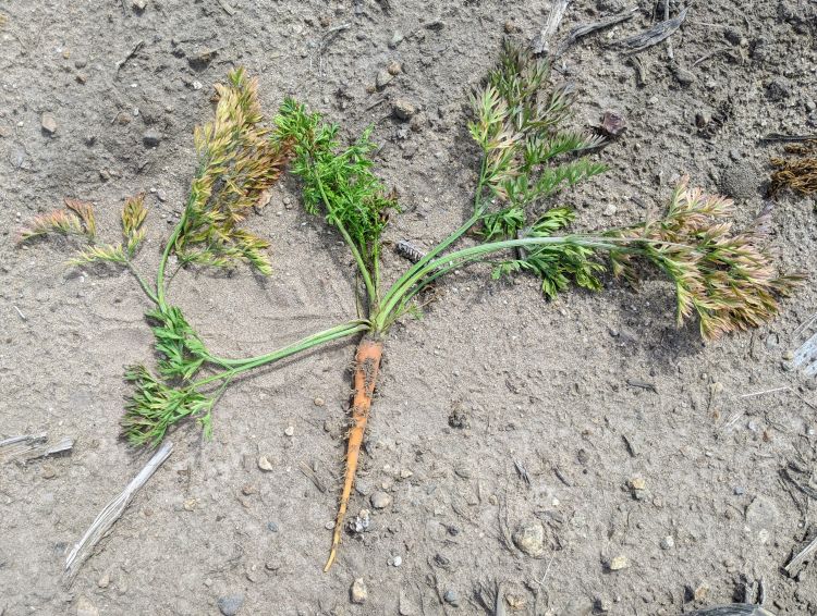 Symptoms of aster yellows in carrot