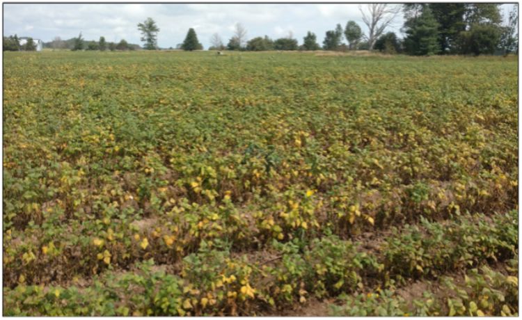 Early defoliation of bean plants.