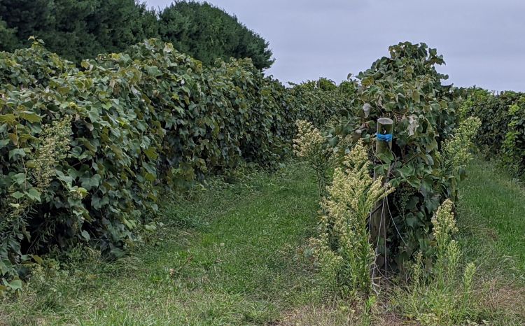 Grape vines close to harvest