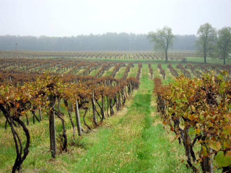 Freeze line between total and partial destruction in grape vineyard. Photo credit: Mark Longstroth, MSU Extension