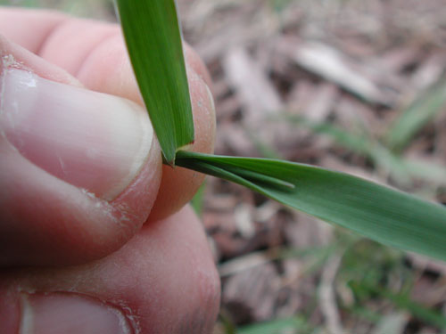  Tall Fescue2.jpg 