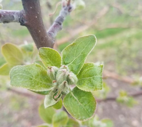 Zestar apple on May 7, 2019