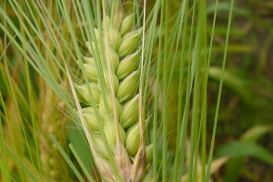 Fusarium head blight guidance for Michigan malting barley production