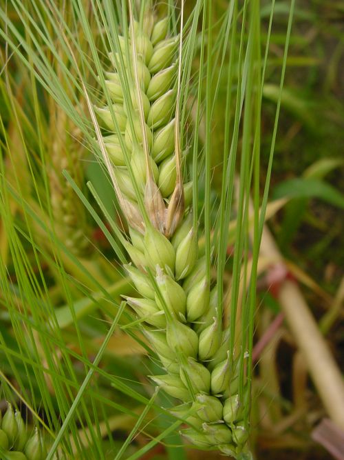 The first noticeable symptom of FHB is bleaching of some or all of the grain spikelets while the remaining head is healthy and green. Photo credit: Paul Schwarz, NDSU