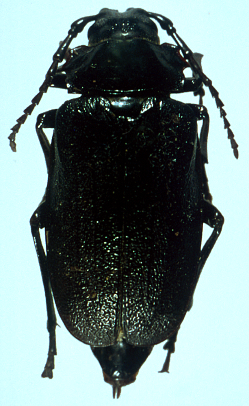 Adults are broad, somewhat flattened, blackish- to reddish-brown beetles with long antennae half their body length. 