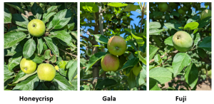 Grand Rapids area tree fruit update – July 19, 2022
