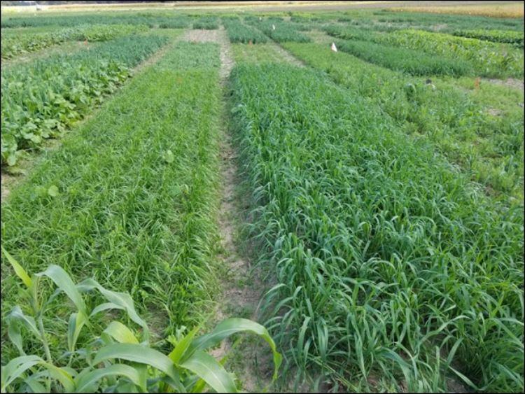 Cover crop variety trials.