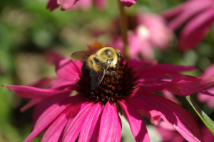 Traverse City Pollinator Health Meeting rescheduled for April 30