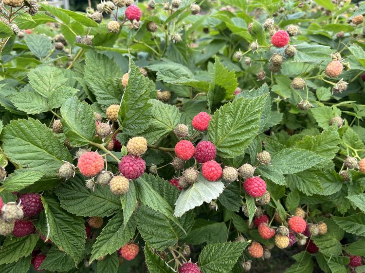 Ripe and unripe raspberries.