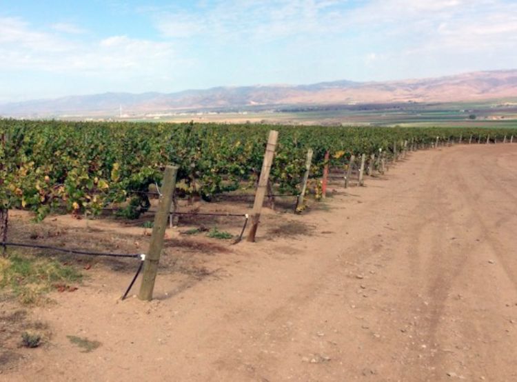 Central California vineyard with a history of fungicide resistant powdery mildew isolates to FRAC 11 (strobulurins) and FRAC 3 (DMIs) fungicide groups. Photo: Timothy Miles, MSU.