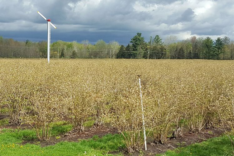 Blueberry bloom has begun. Image courtesy of Mark Longstroth, MSU Extension.