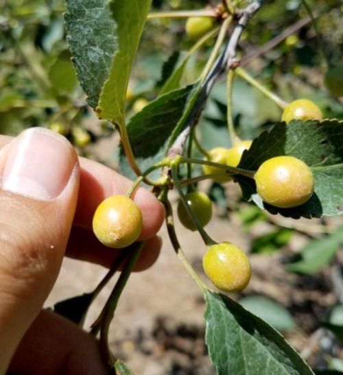 Fruto amarillo de la cereza ácida