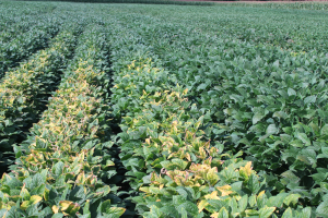 Field Crops Virtual Breakfast recordings are available for viewing online