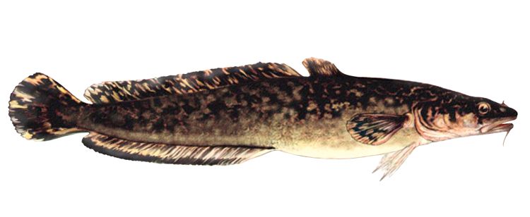 Burbot fish cheap