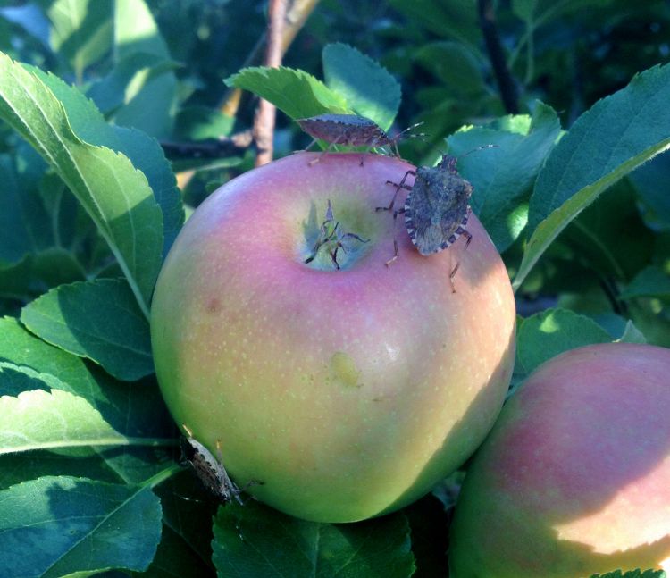 Brown marmorated stink bugs on an apple near Niles, Michigan. Photo by Bill Shane, MSU Extension.
