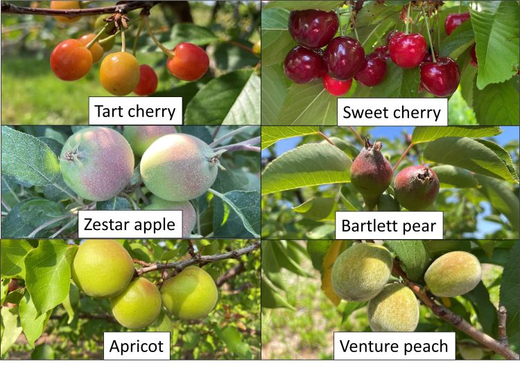 Stage of tree phenology for tart cherry, sweet cherry, peach, apricot, apple, and pear.