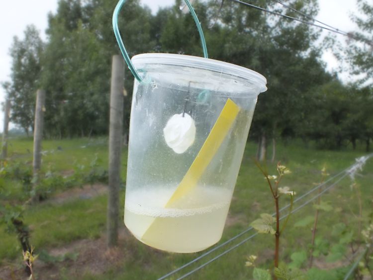 Spotted wing Drosophila trap baited with commercial lure. Photo credit: Karen Powers, MSU