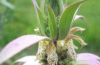 Horsemint and Spotted bee balm