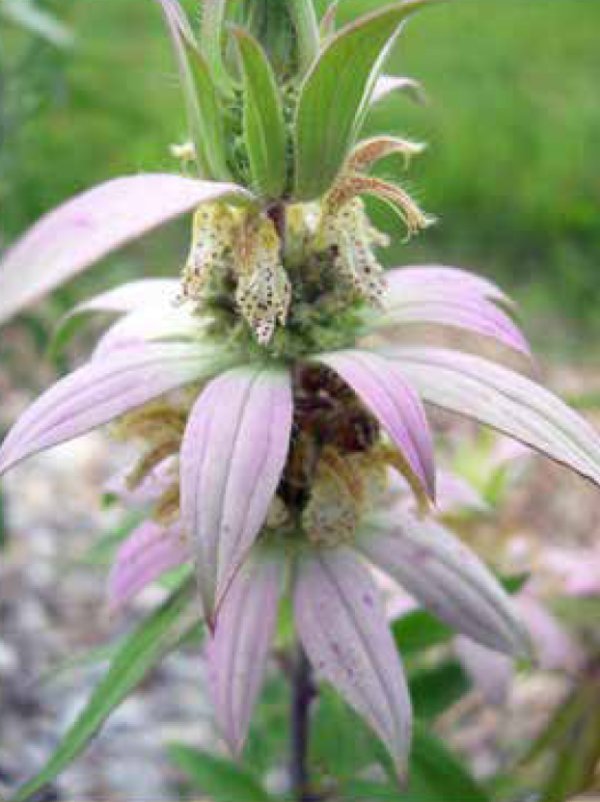 Horsemint (Spotted bee balm)