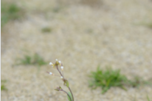 Whitlow grass - Draba verna L.