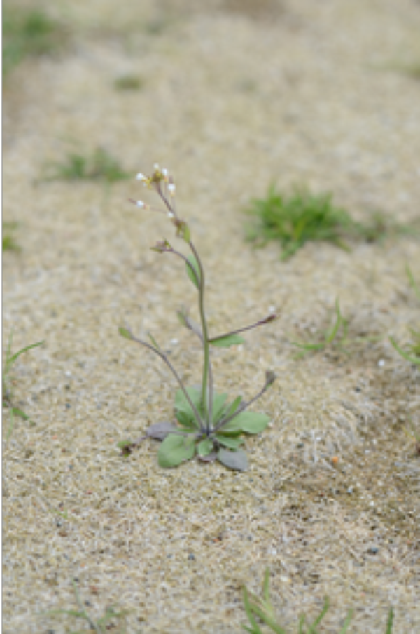 Whitlow grass