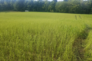 Southwest Michigan field crops update – Sept. 2, 2021