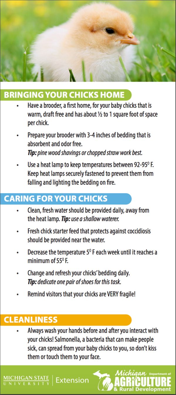 Tips for New Chick Owners MSU Extension