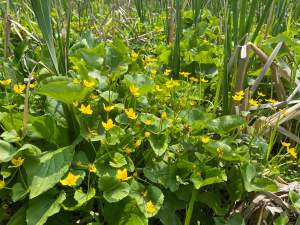 Drive-by botany: Marsh marigold and autumn olive