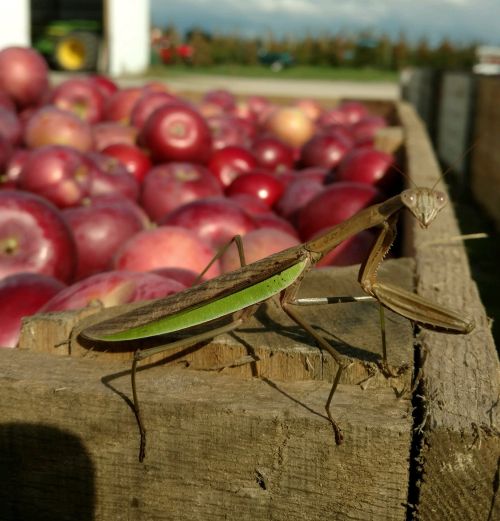 Mantis on apples
