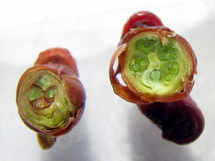 Flower buds damaged (left) and healthy (right).