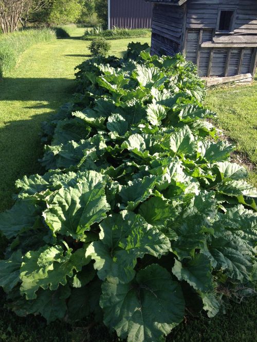 Rhubarb is currently in at farmers markets across Michigan. Photo credit: Diane Brady l MSU Extension