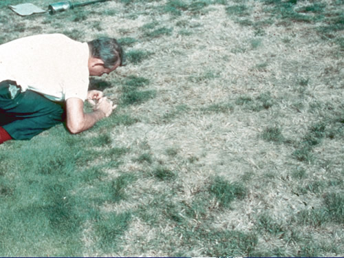 Damage to grass from Chinch Bugs 