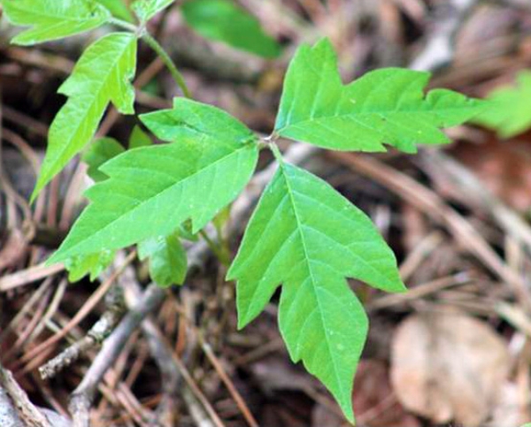 Identifying Poison Ivy Isn T Always Easy To Do Msu Extension