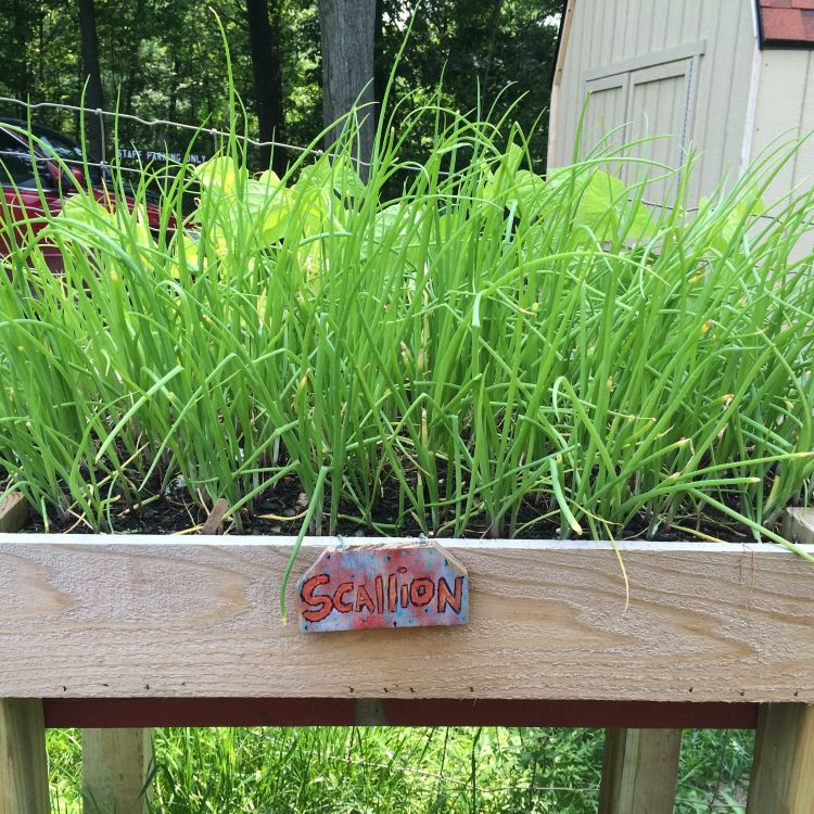 Skyline Camp's educational gardens.