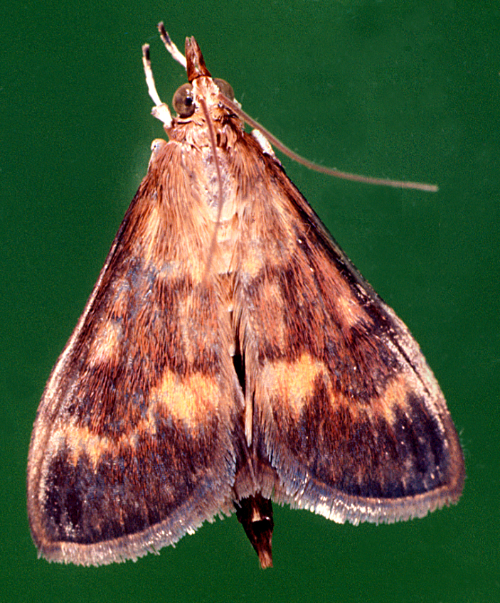 Adult is a pale, yellowish-brown moth with irregular darker bands running wavy lines across the wings. 