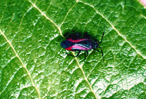 Young adult is black with red wing markings that disappear a few days after metamorphosis to adult.