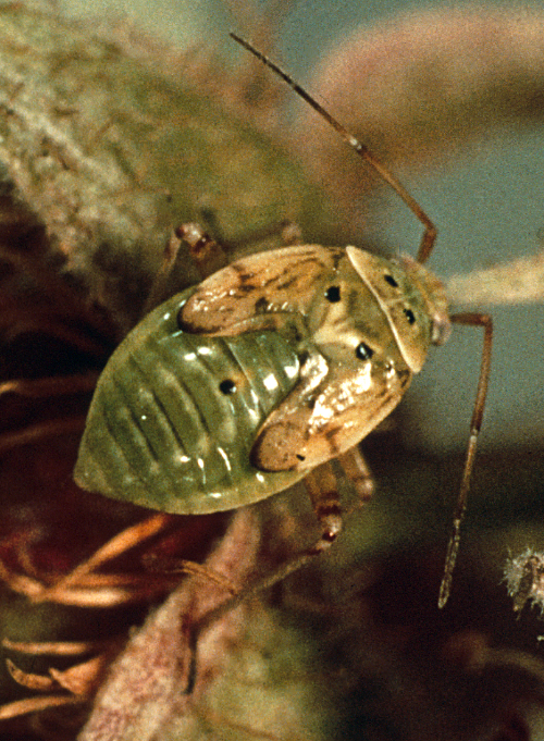  Nymph is pale green. From the third nymphal stage, it has five black points on the back. 