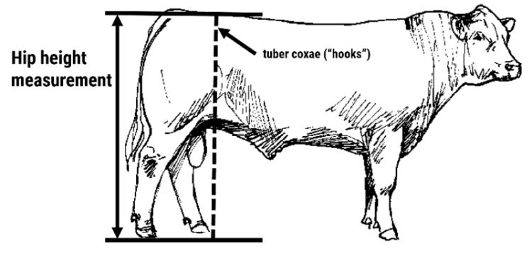 Figure 1. The recommended site for hip height measurement is a point directly over the hooks. This measurement is combined with age of the animal to calculate a frame score.