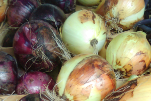 Simple steps to harvesting and preserving onions