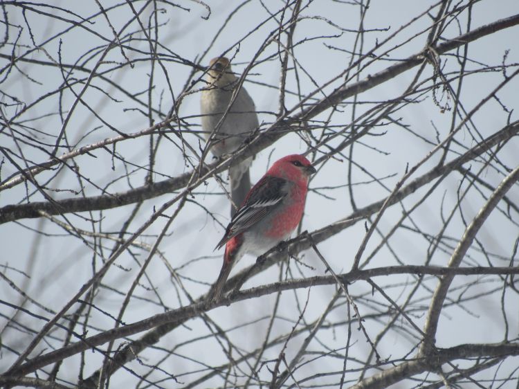 A male and female pine grosbeak sit in a barren tree.