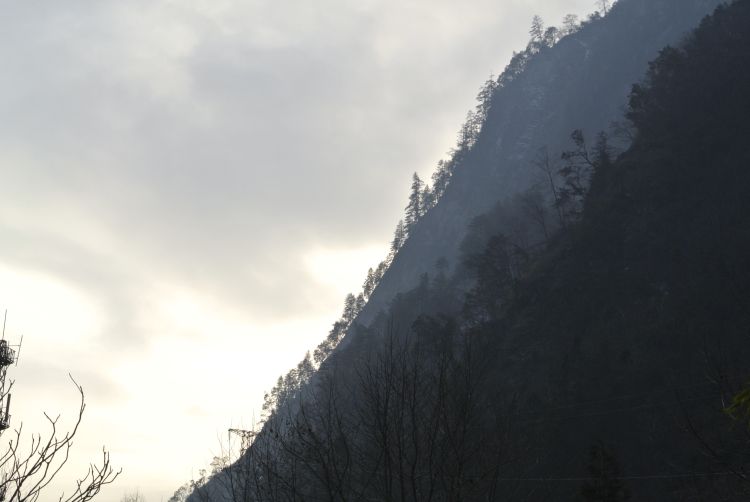 Tree line in China's Wolong Nature Reserve