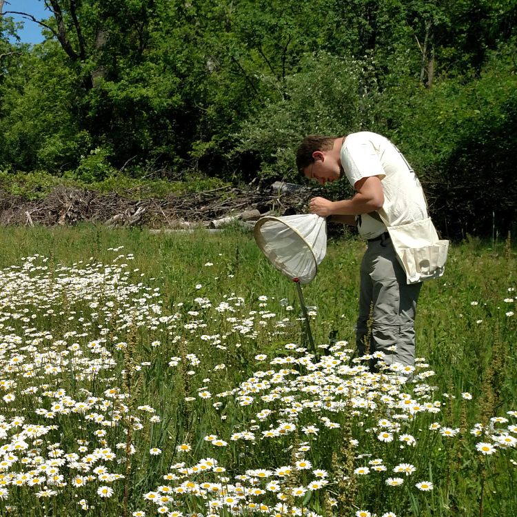 Person sampling bees