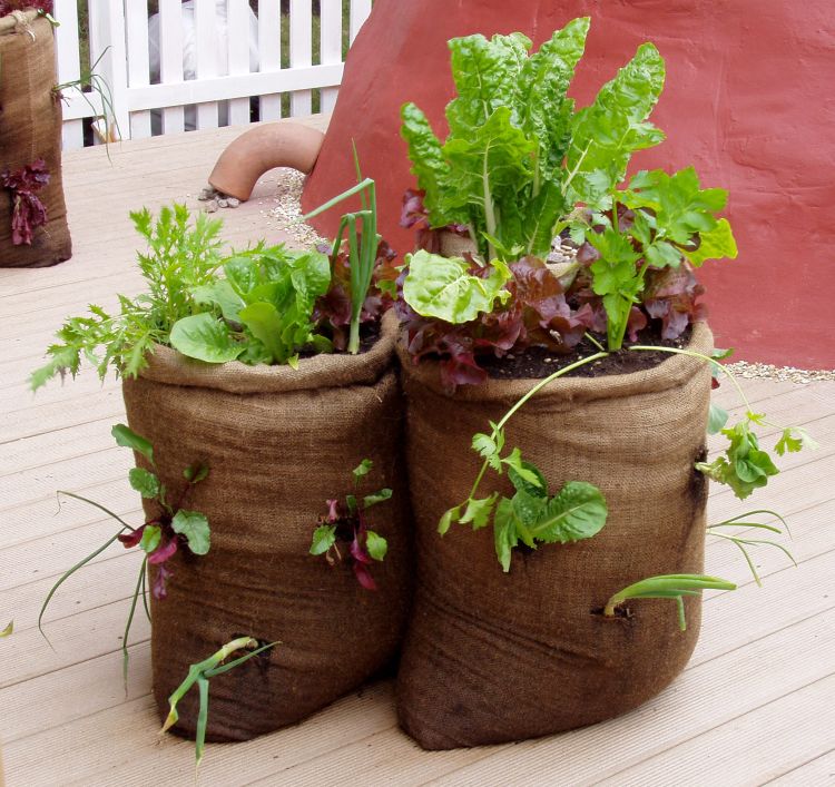 You can even grow vegetables in burlap bag containers. Photo by Rebecca Finneran, MSU Extension.