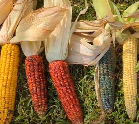 Ears of corn of different colors, shapes and sizes.