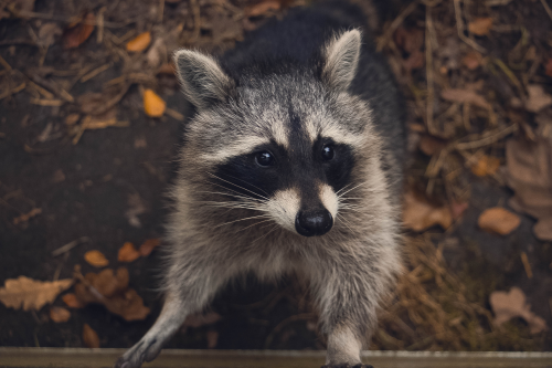 Raccoon in forest 