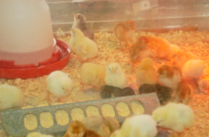 Tips for bringing baby chicks home