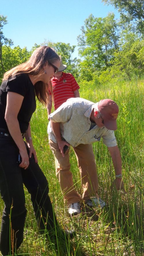 Visitors delight in finding sundew in bloom, an insect-eating plant, at Ives Road Fen in Tecumseh, Michigan | Photo by Monica Day, MSU Extension