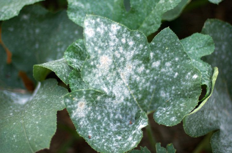 Powdery mildew on pumpkin leaf